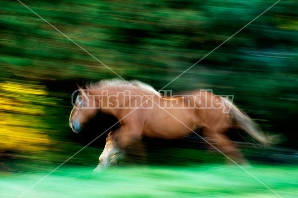 Galloping Horse