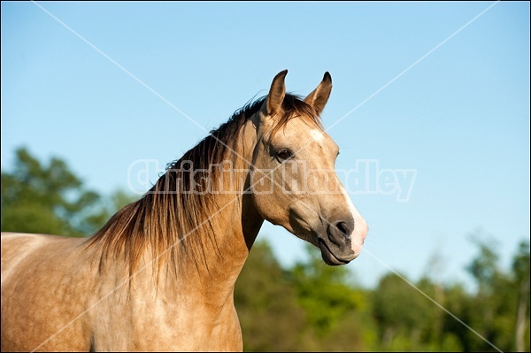 Rocky Mountain Horse