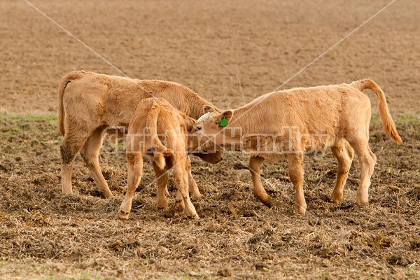 Beef Calves