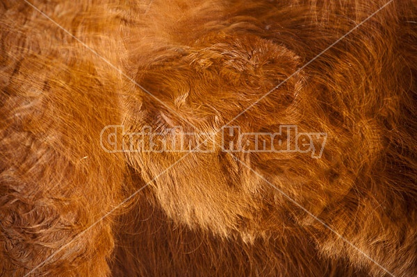 Double exposure of cow faces combined with the long winter hairy coats of cattle