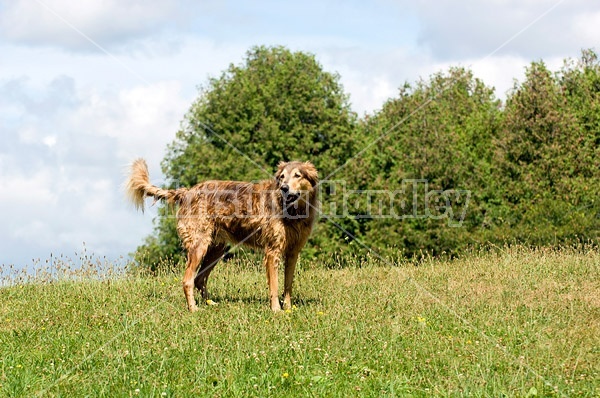 Brown dog in field