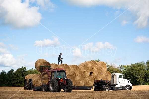 Farmer loading tractor trailer with round bales of straw and getting them strapped down for transport