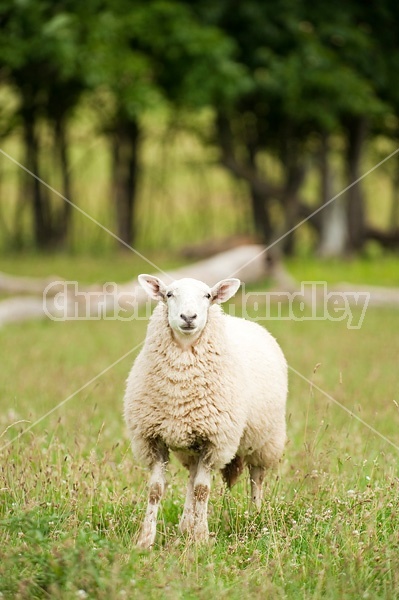 Sheep on summer pasture.