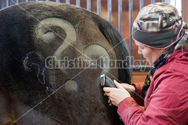 Woman clipping horse