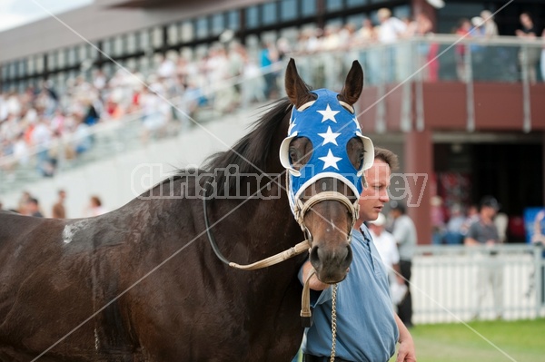 Quarter Horse Racing at Ajax Downs