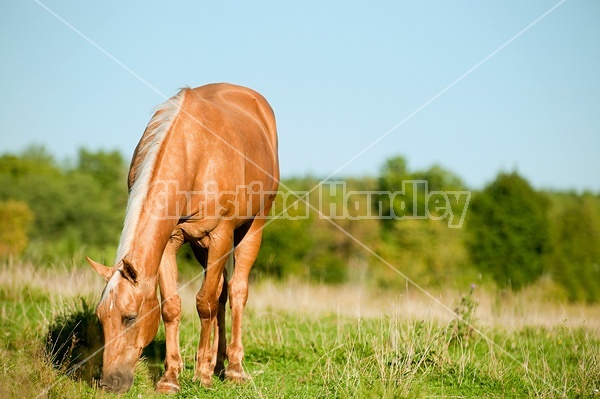 Palomino Quarter Horse