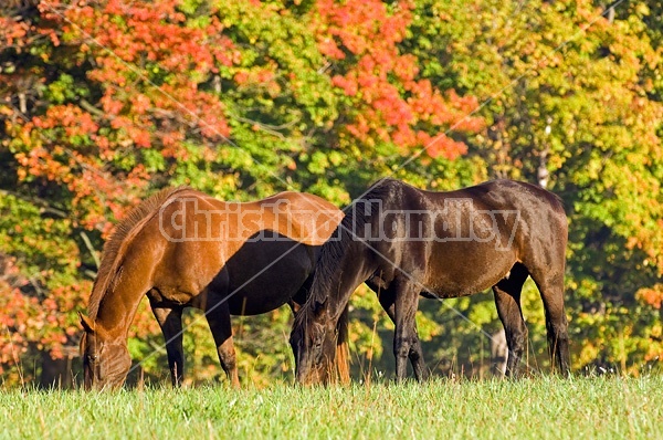 Two horses grazing on autumn pasture