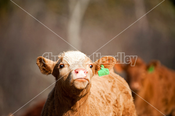 Curious beef calf