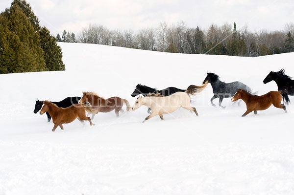 Herd of Rocky Mountain Horses Galloping in Snow