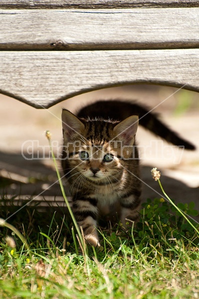 Young baby kitten in garden