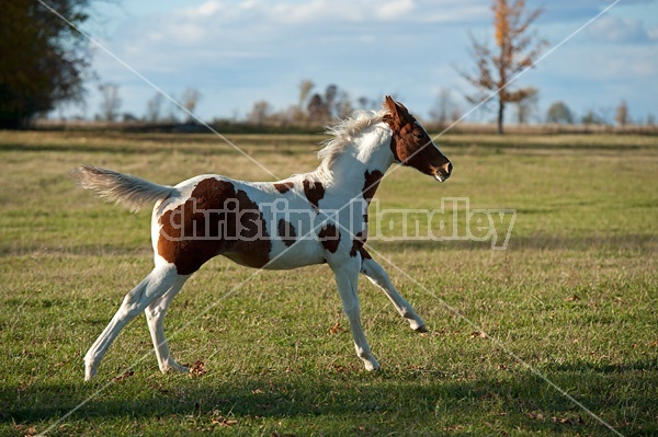 Young paint foal running through field.