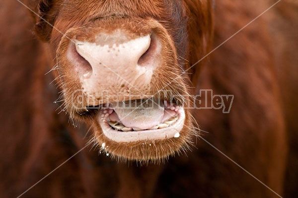 Cow Chewing Cud