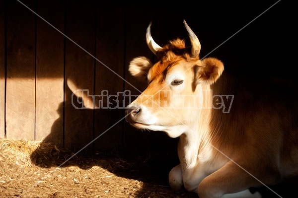 Jersey Steer