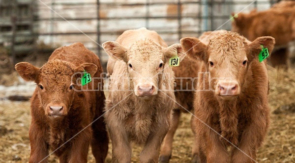 Three Young Beef Calves