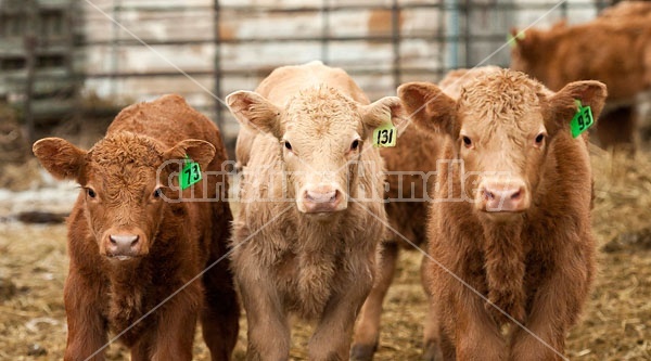 Three Young Beef Calves