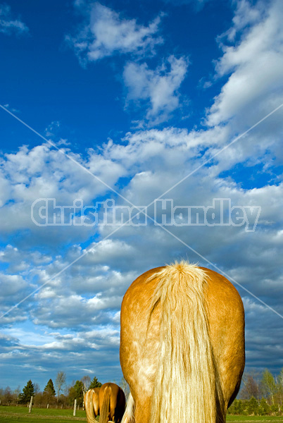 Belgian draft horse butts against blue sky with clouds.