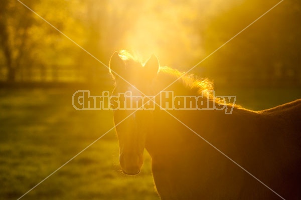 Quarter horse foal