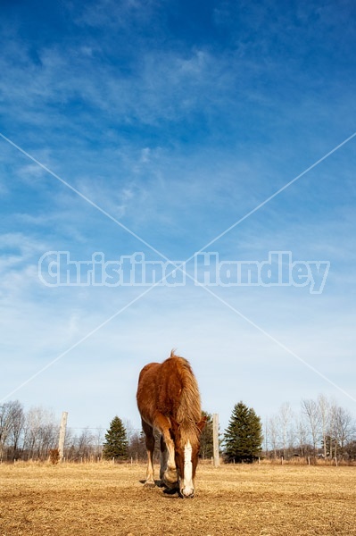 Yearling belgian draft horse