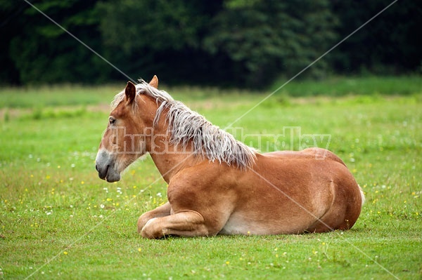 Young Belgian draft horse laying down outside