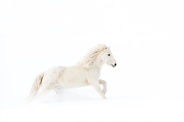 White Icelandic horse in deep snow