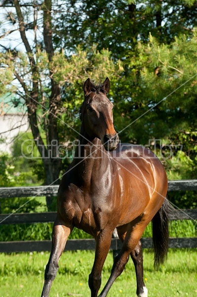 Bay Thoroughbred gelding