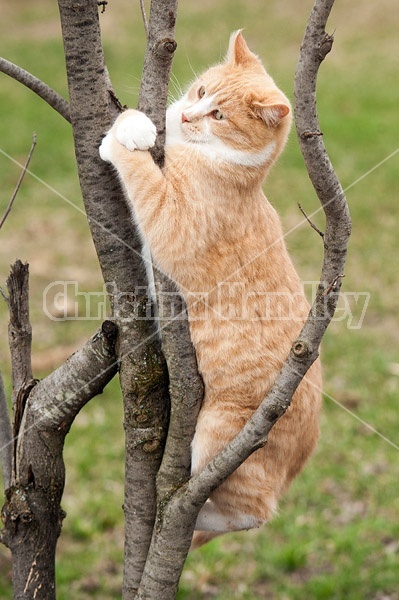 Orange cat climbing tree and hanging on
