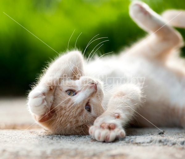 Orange kitten rolling around on ground playing