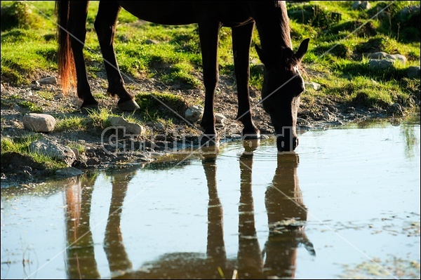 Rocky Mountain Horse