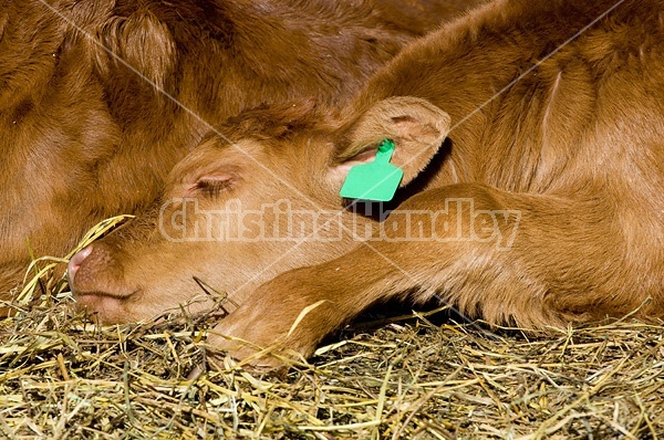 Beef calf sleeping on some hay outside. 