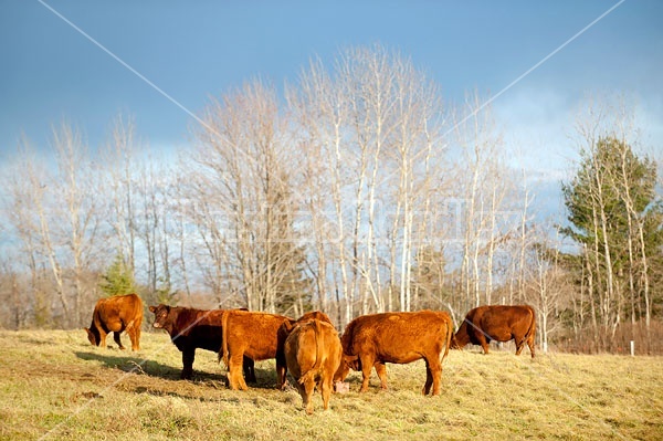 Beef cattle