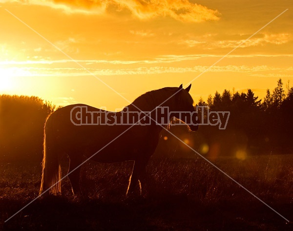 Backlit silhouette of horse in pasture