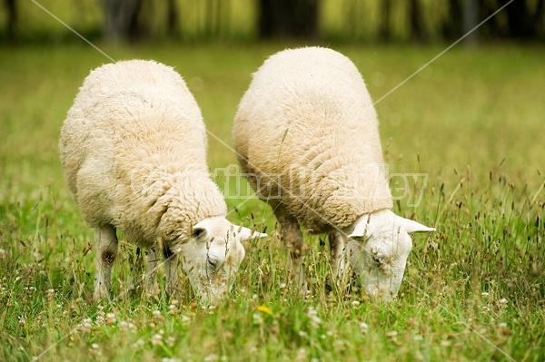 Sheep on summer pasture.