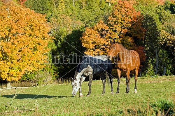 Two horses grazing on autumn pasture