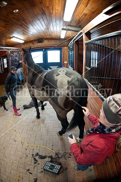 Woman clipping horse