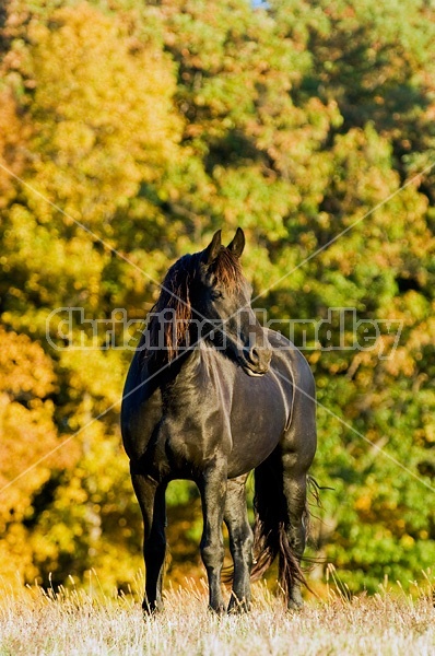 Friesian horse on autumn pasture