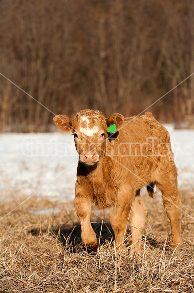 Curious beef calf