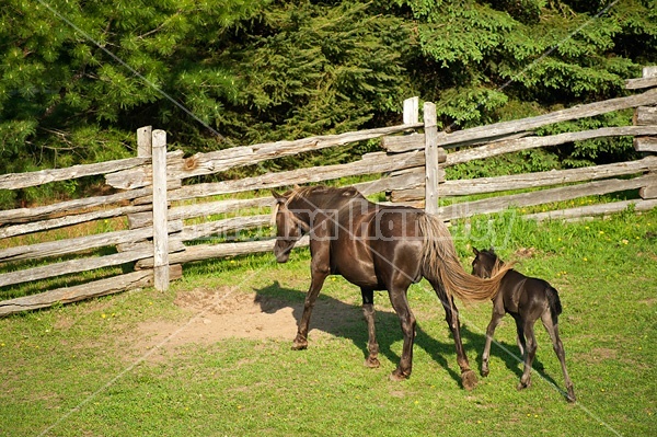 Young Rocky Mountain Horse foal and mare.