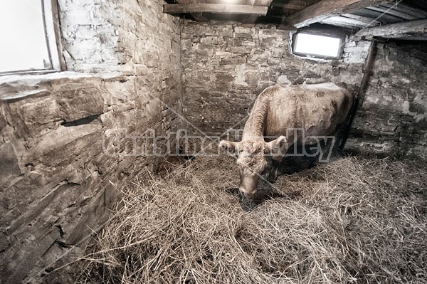 Cow With Newborn Calf