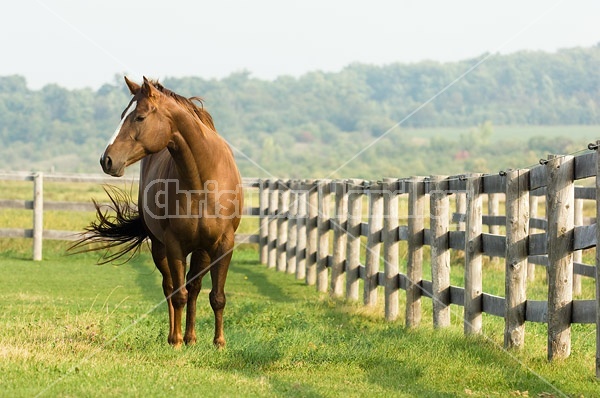 Chestnut Quarter horse