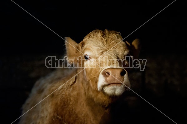 Charolais Cross heifer