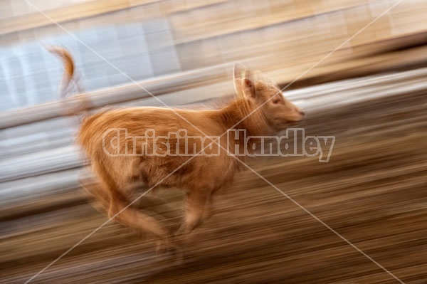 Young Beef Calf Running