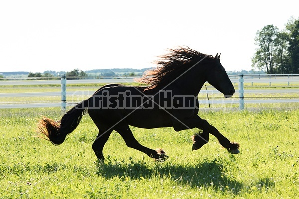 Friesian stallion