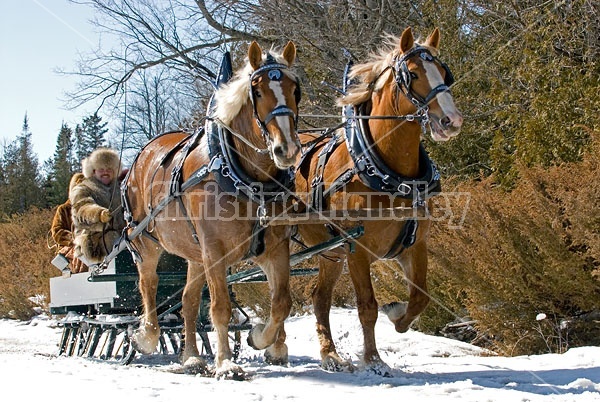 Horse drawn sleigh ride