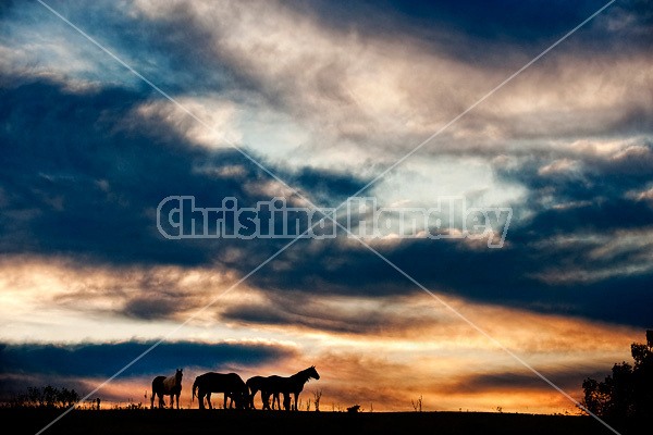 Horses silhouetted against dramatic sky and clouds