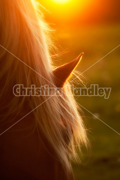 Close-up of horse in the setting sun