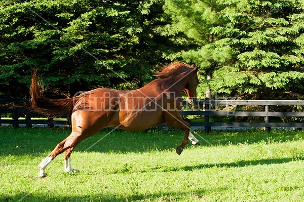 Thoroughbred horse running around paddock