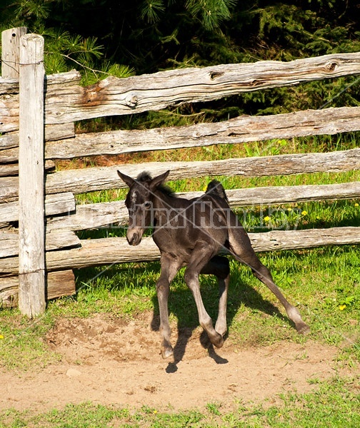 Rocky Mountain horse foal