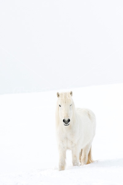 White Icelandic horse in deep snow