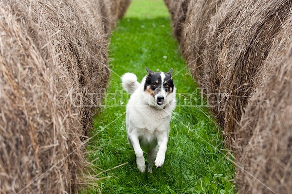 Border Collie cross farm dog