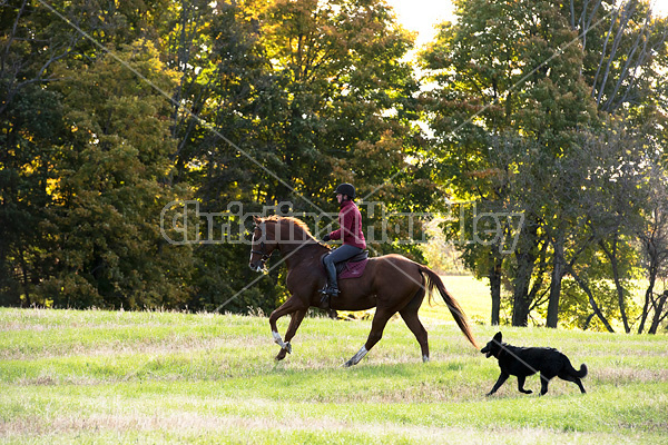 Woman riding chestnut horse in the autumn time